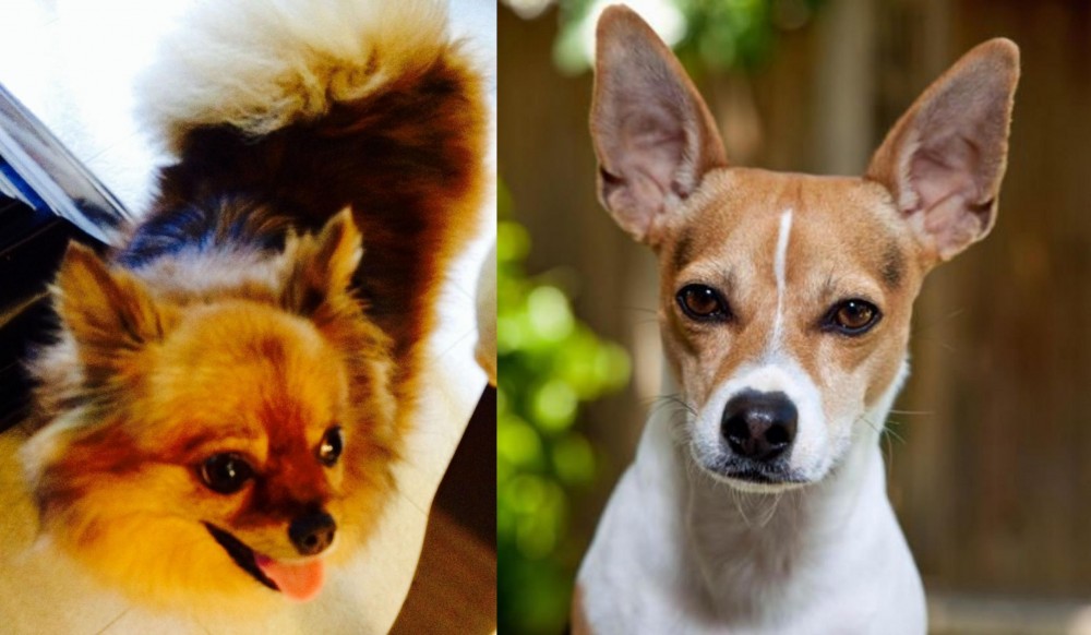 Rat Terrier vs Chiapom - Breed Comparison