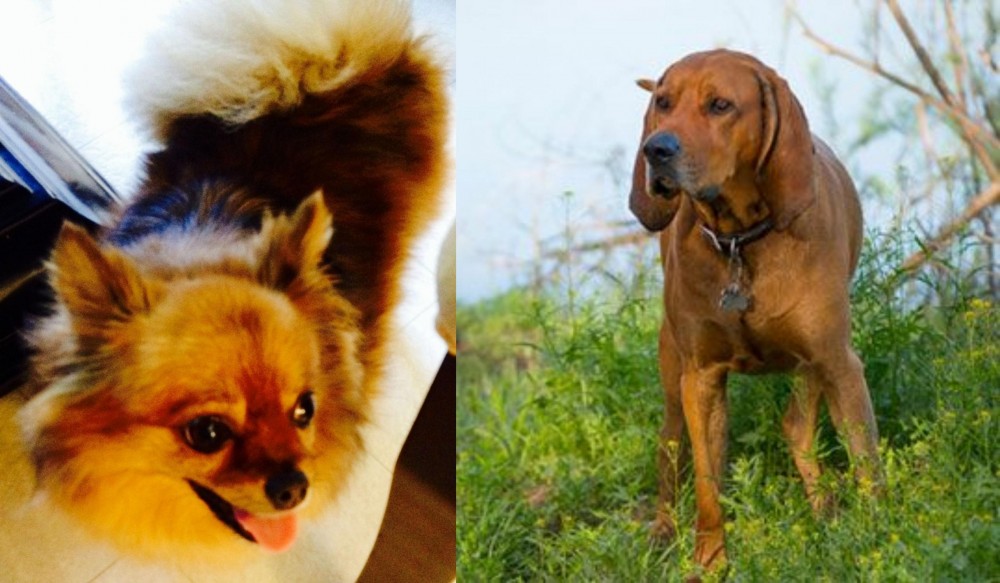 Redbone Coonhound vs Chiapom - Breed Comparison