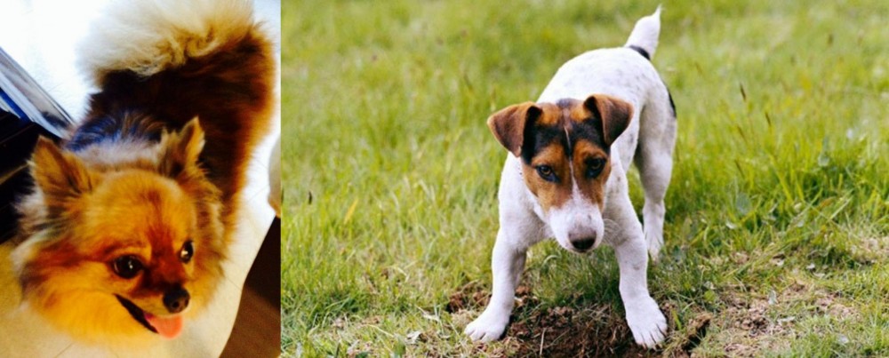 Russell Terrier vs Chiapom - Breed Comparison