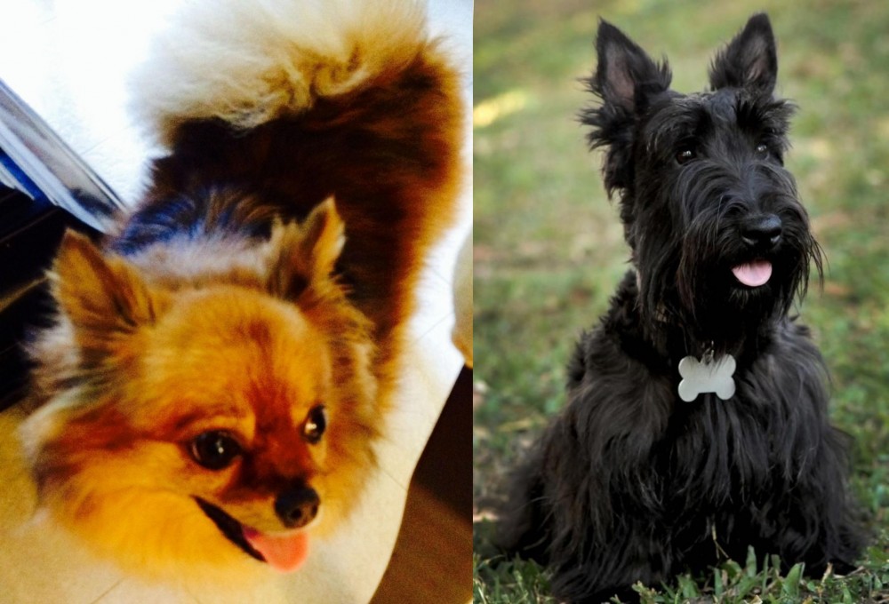 Scoland Terrier vs Chiapom - Breed Comparison