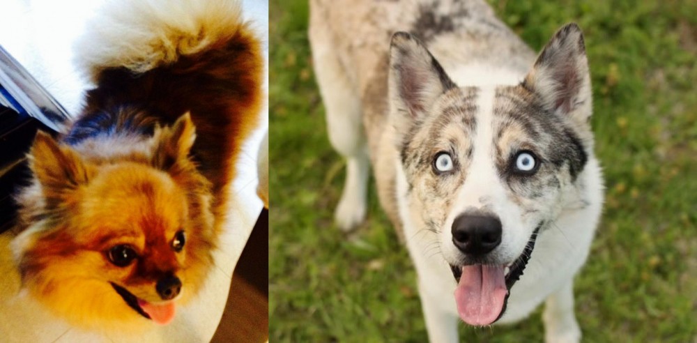 Shepherd Husky vs Chiapom - Breed Comparison
