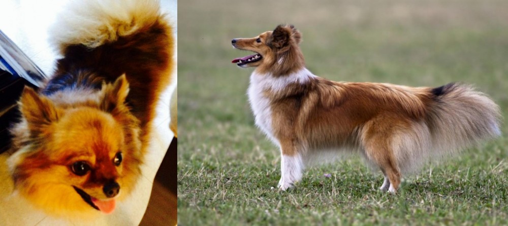 Shetland Sheepdog vs Chiapom - Breed Comparison