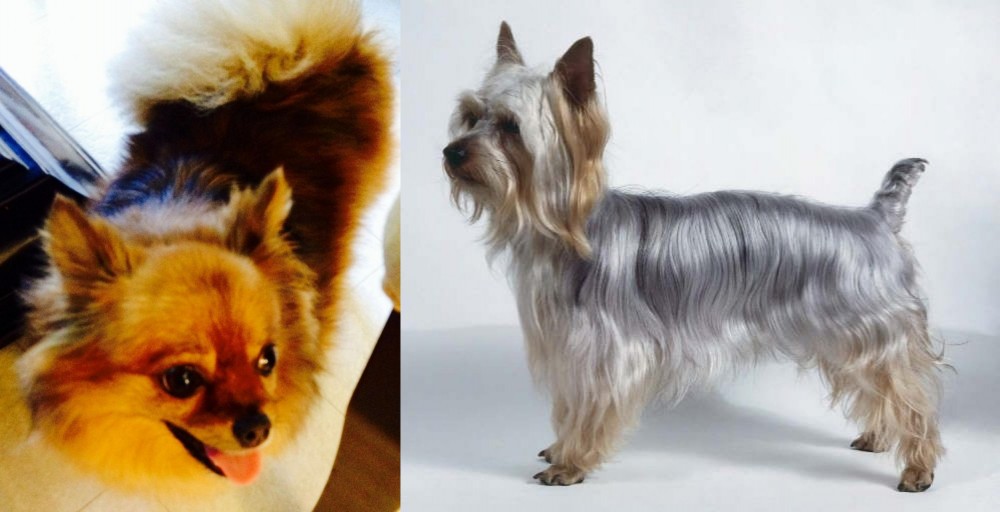Silky Terrier vs Chiapom - Breed Comparison