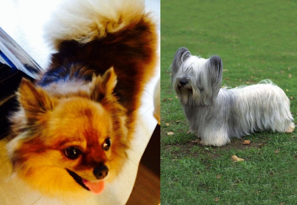 Skye Terrier vs Chiapom - Breed Comparison
