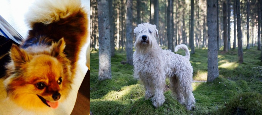 Soft-Coated Wheaten Terrier vs Chiapom - Breed Comparison