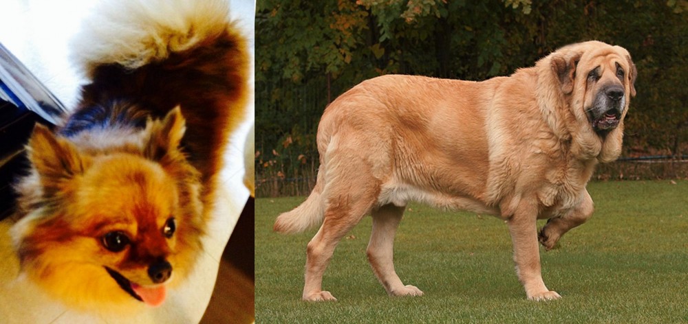 Spanish Mastiff vs Chiapom - Breed Comparison