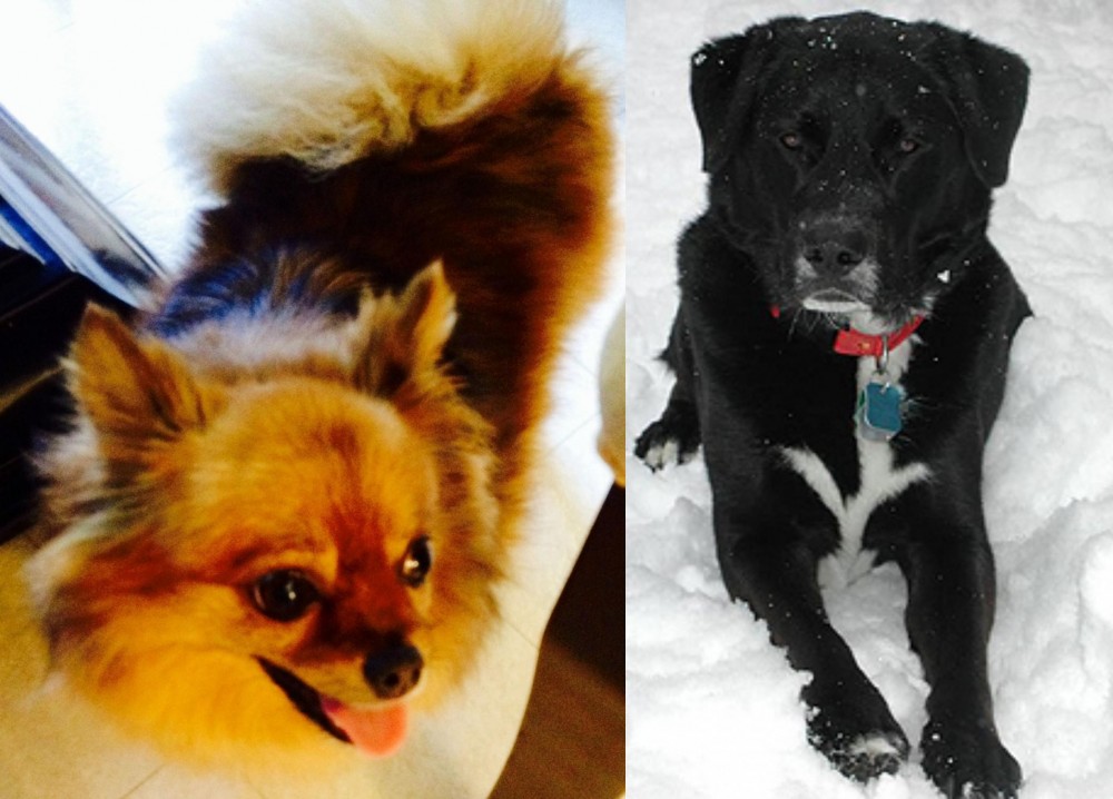 St. John's Water Dog vs Chiapom - Breed Comparison
