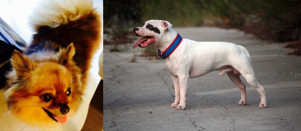 Staffordshire Bull Terrier vs Chiapom - Breed Comparison