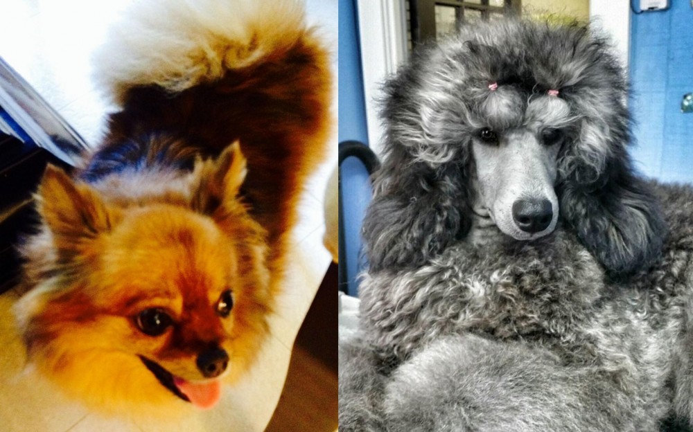 Standard Poodle vs Chiapom - Breed Comparison