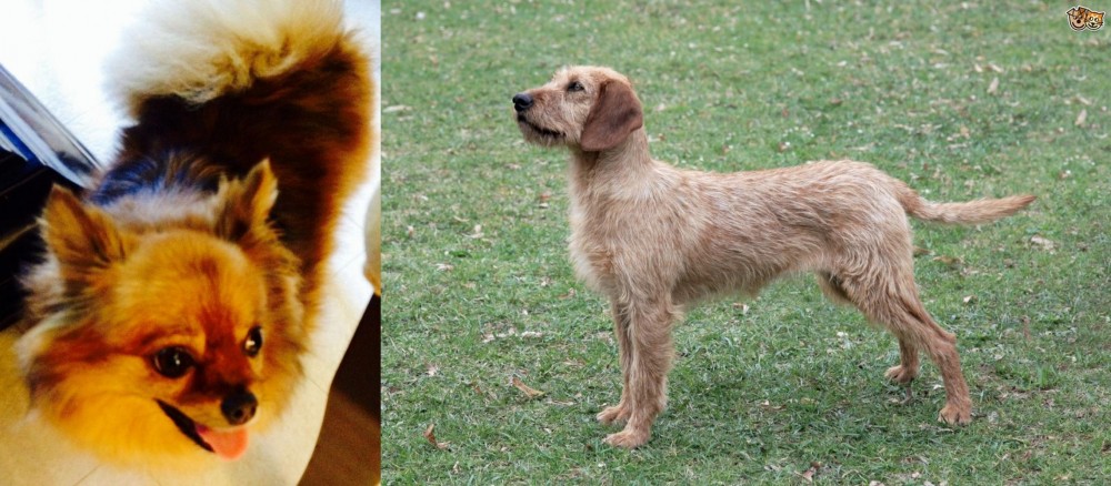 Styrian Coarse Haired Hound vs Chiapom - Breed Comparison