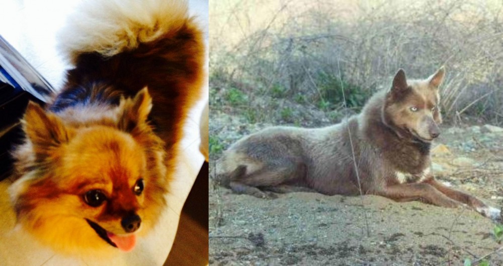 Tahltan Bear Dog vs Chiapom - Breed Comparison