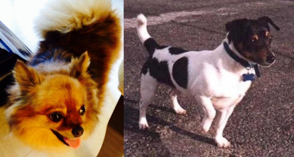 Teddy Roosevelt Terrier vs Chiapom - Breed Comparison
