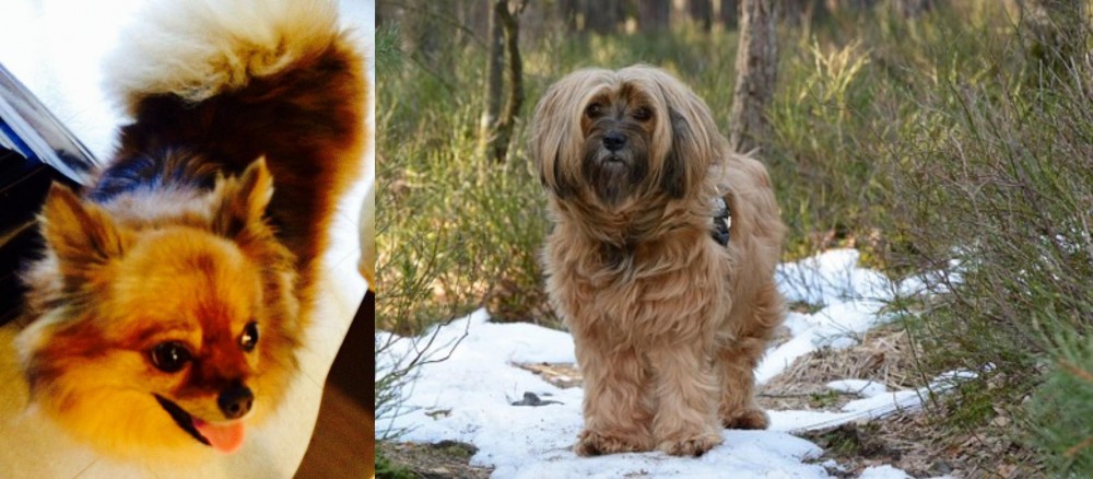 Tibetan Terrier vs Chiapom - Breed Comparison