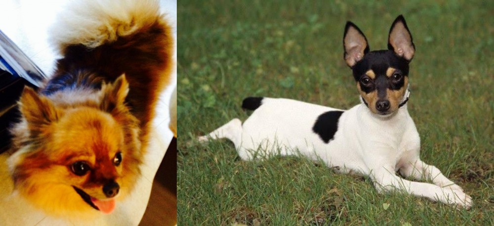 Toy Fox Terrier vs Chiapom - Breed Comparison