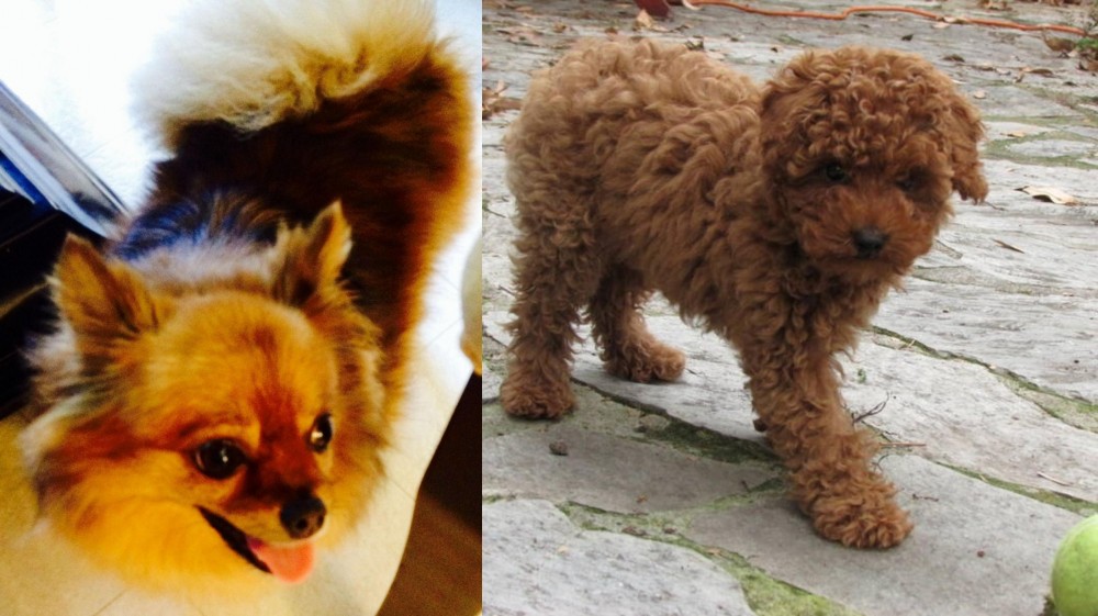 Toy Poodle vs Chiapom - Breed Comparison