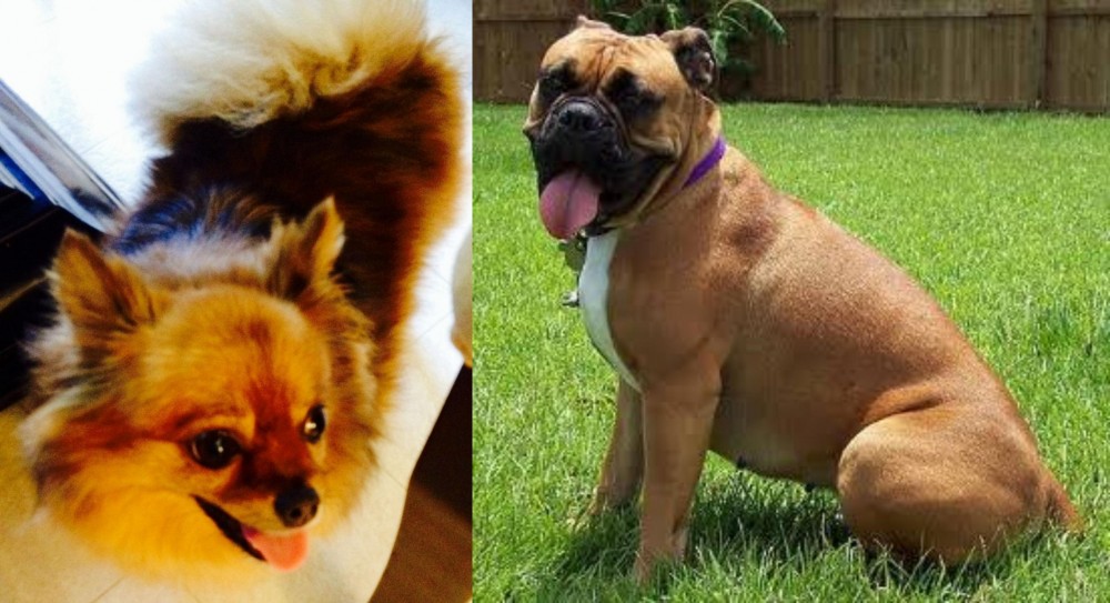 Valley Bulldog vs Chiapom - Breed Comparison