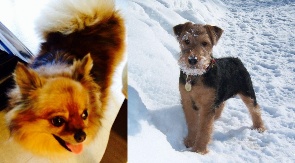 Welsh Terrier vs Chiapom - Breed Comparison