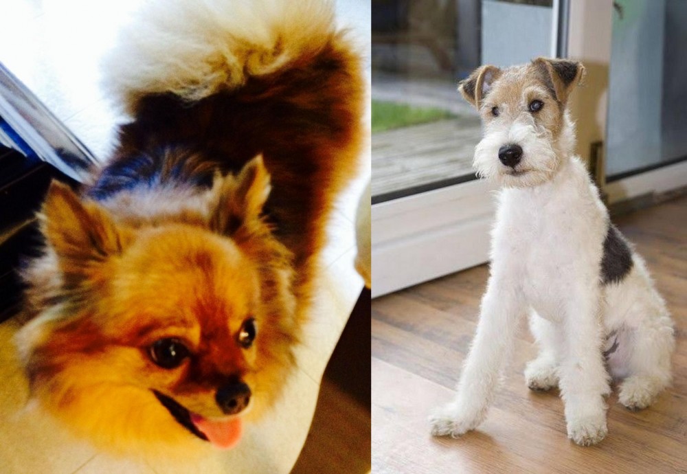Wire Fox Terrier vs Chiapom - Breed Comparison