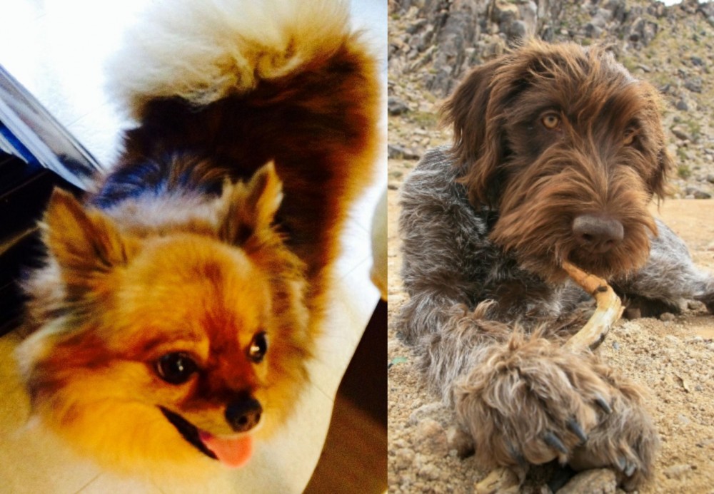 Wirehaired Pointing Griffon vs Chiapom - Breed Comparison