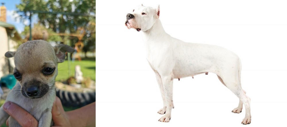 Argentine Dogo vs Chihuahua - Breed Comparison