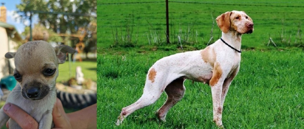 Ariege Pointer vs Chihuahua - Breed Comparison