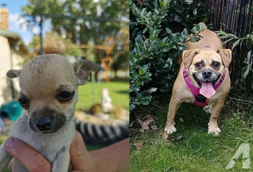 Beabull vs Chihuahua - Breed Comparison