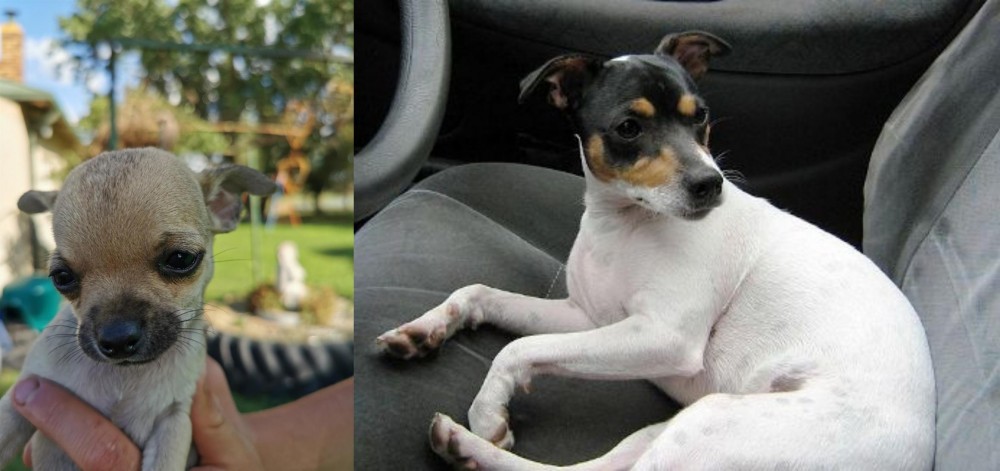 Chilean Fox Terrier vs Chihuahua - Breed Comparison