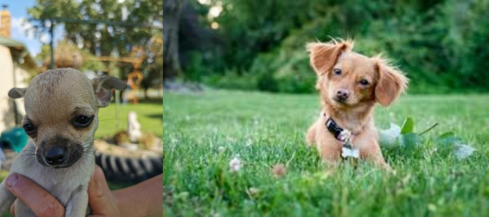Chiweenie vs Chihuahua - Breed Comparison