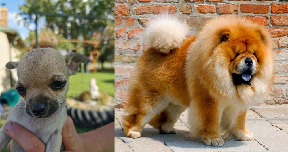 Chow Chow vs Chihuahua - Breed Comparison