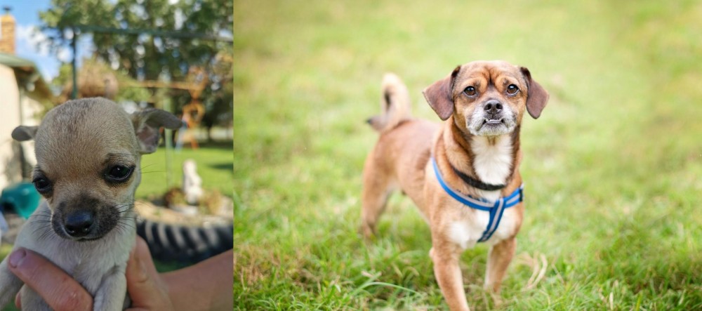 Chug vs Chihuahua - Breed Comparison