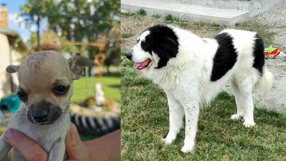 Ciobanesc de Bucovina vs Chihuahua - Breed Comparison