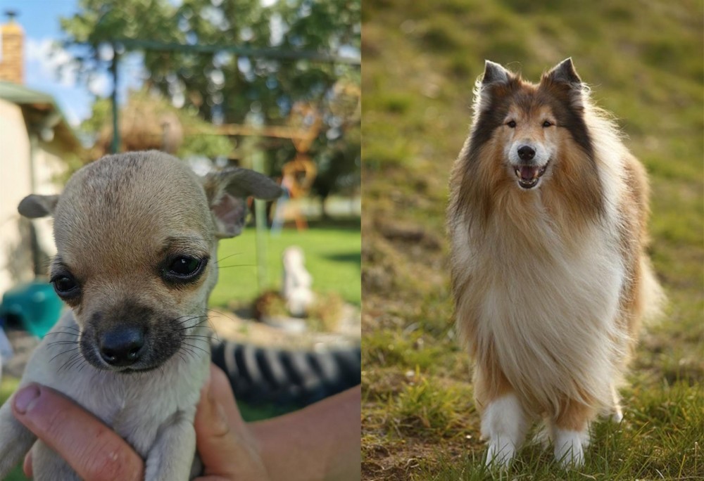 Collie vs Chihuahua - Breed Comparison