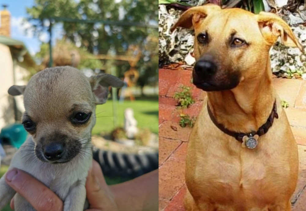 Combai vs Chihuahua - Breed Comparison