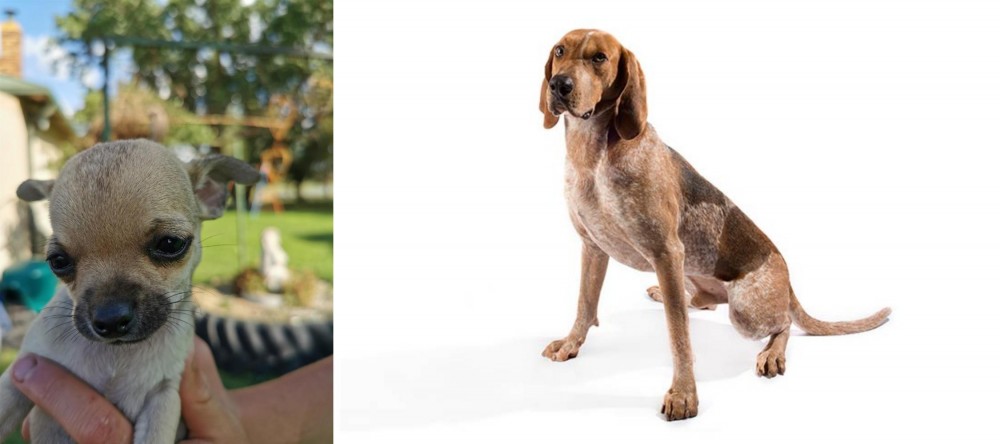 Coonhound vs Chihuahua - Breed Comparison