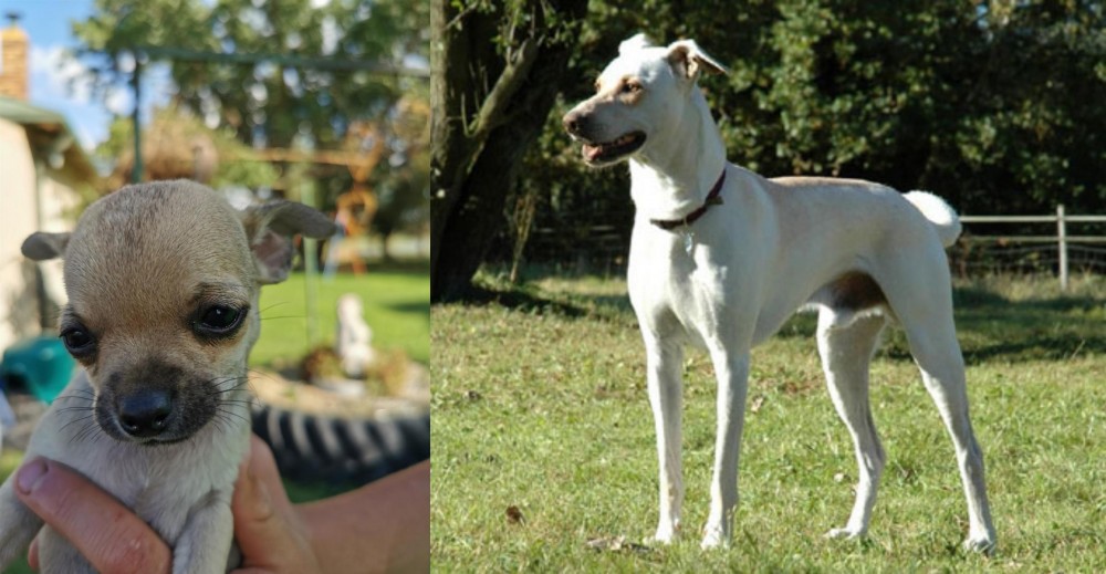 Cretan Hound vs Chihuahua - Breed Comparison