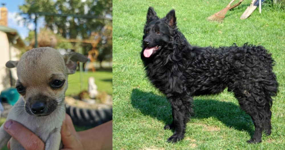 Croatian Sheepdog vs Chihuahua - Breed Comparison