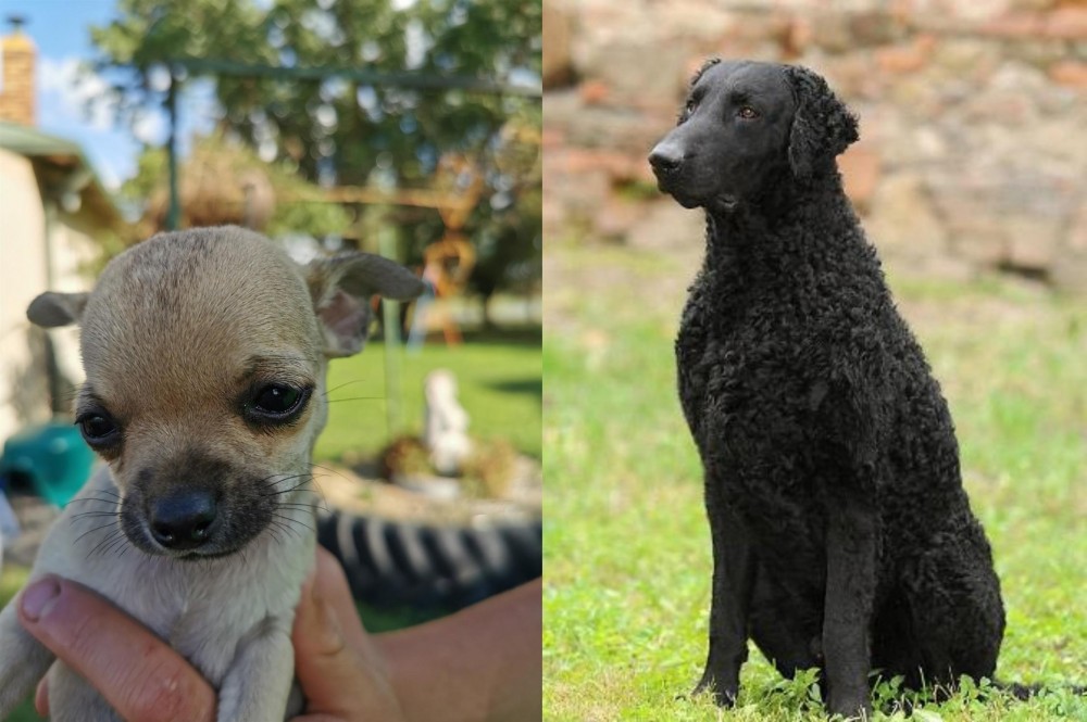 Curly Coated Retriever vs Chihuahua - Breed Comparison