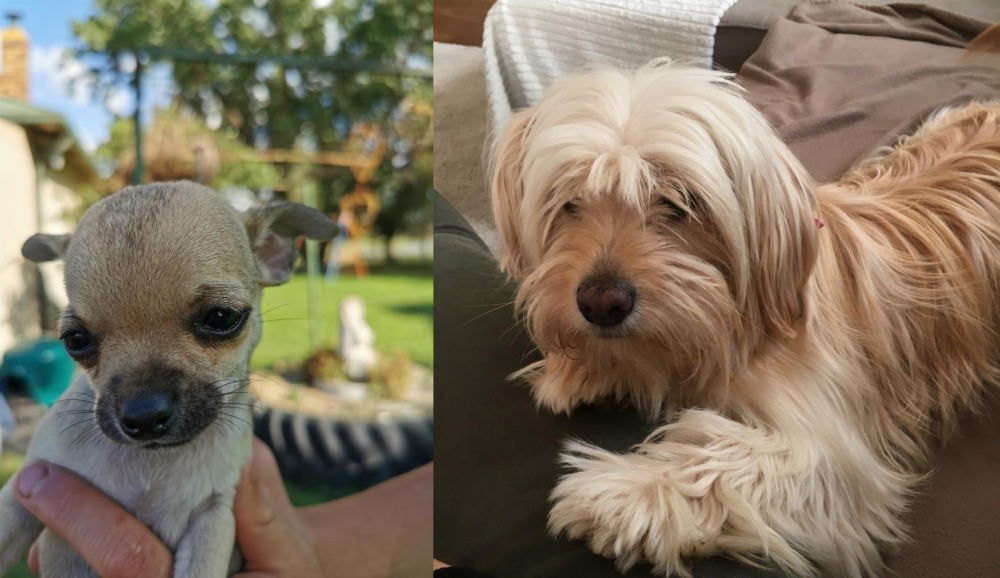 Cyprus Poodle vs Chihuahua - Breed Comparison