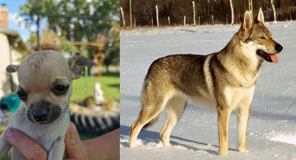 Czechoslovakian Wolfdog vs Chihuahua - Breed Comparison