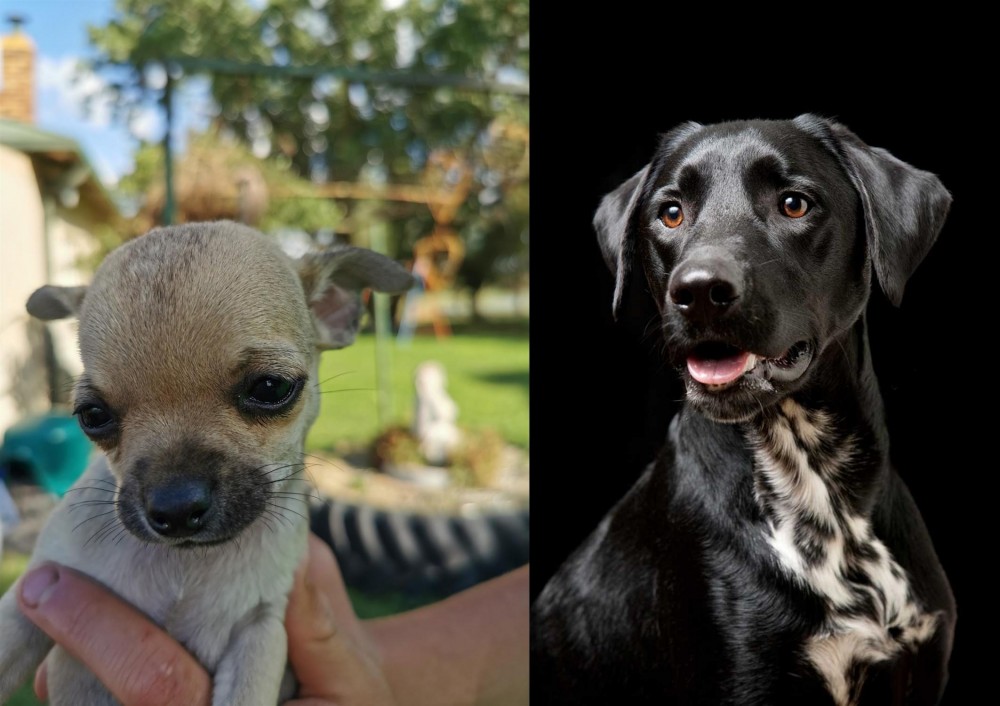 Dalmador vs Chihuahua - Breed Comparison