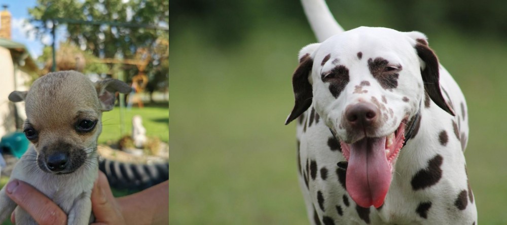 Dalmatian vs Chihuahua - Breed Comparison