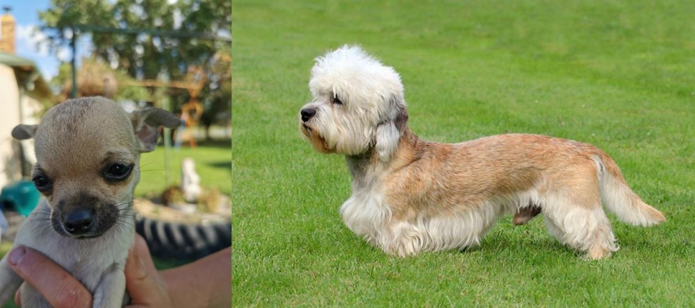 Dandie Dinmont Terrier vs Chihuahua - Breed Comparison