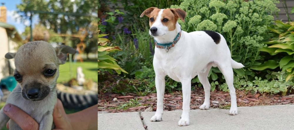 Danish Swedish Farmdog vs Chihuahua - Breed Comparison
