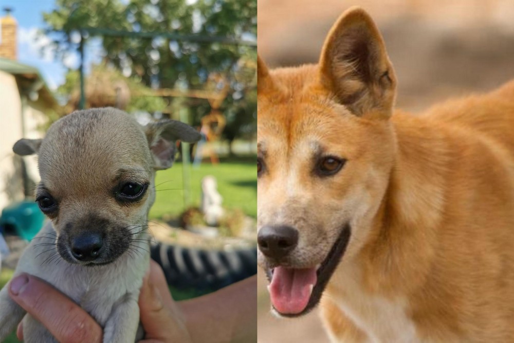 Dingo vs Chihuahua - Breed Comparison
