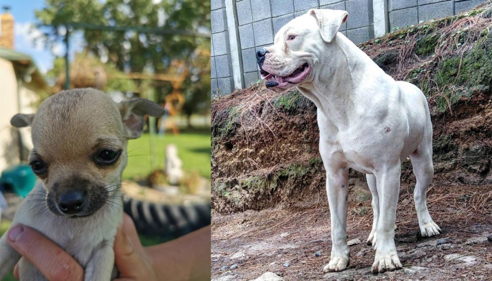 Dogo Guatemalteco vs Chihuahua - Breed Comparison