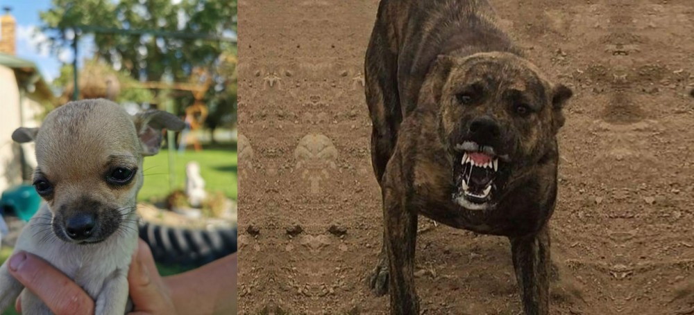 Dogo Sardesco vs Chihuahua - Breed Comparison