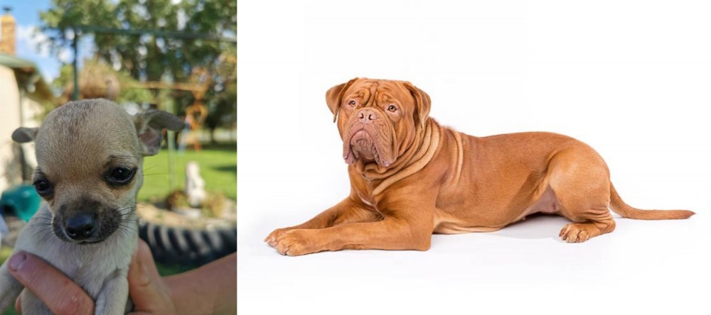 Dogue De Bordeaux vs Chihuahua - Breed Comparison