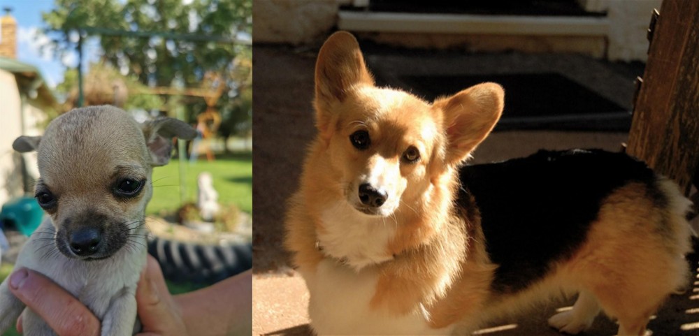 Dorgi vs Chihuahua - Breed Comparison