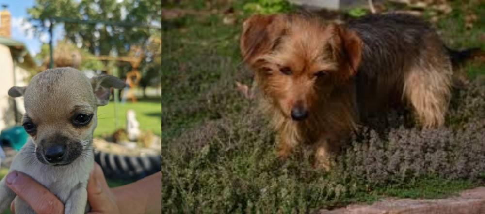 Dorkie vs Chihuahua - Breed Comparison