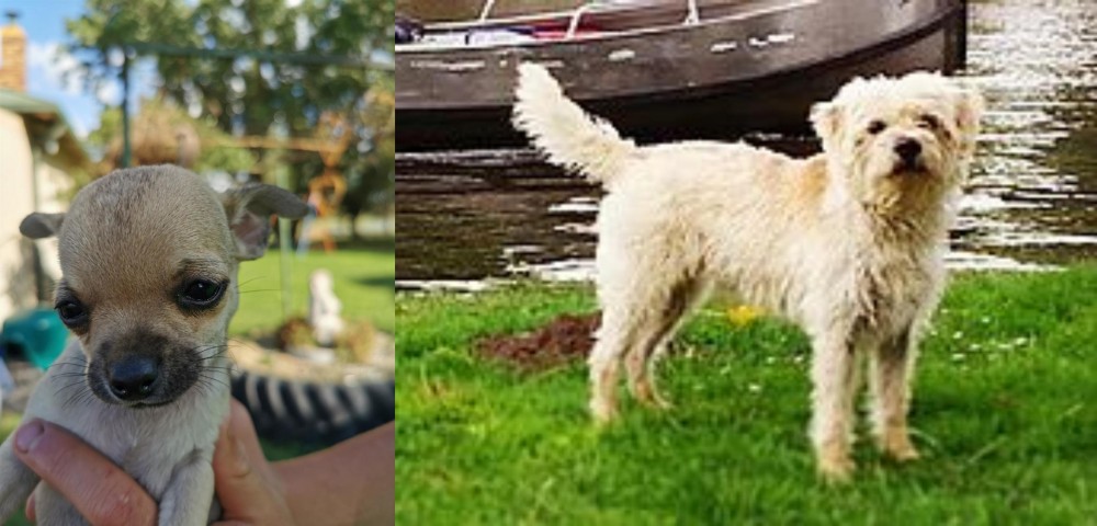 Dutch Smoushond vs Chihuahua - Breed Comparison